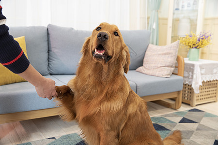 与主人握手的金毛犬背景图片