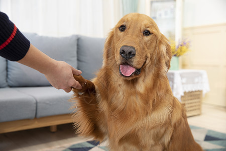 与主人握手的金毛犬图片