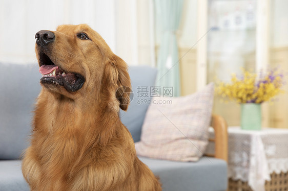 在客厅里的金毛犬图片