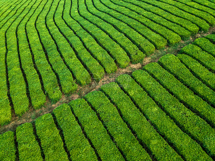 春季茶园航拍图片