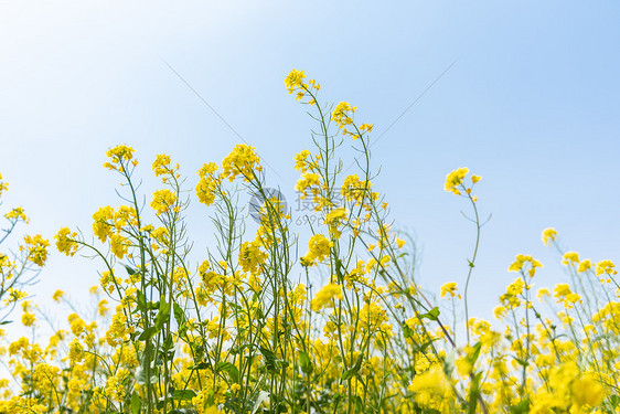 春季自然风光油菜花图片