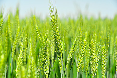 大麦苗三四月份农村蓝天下的小麦苗麦穗背景