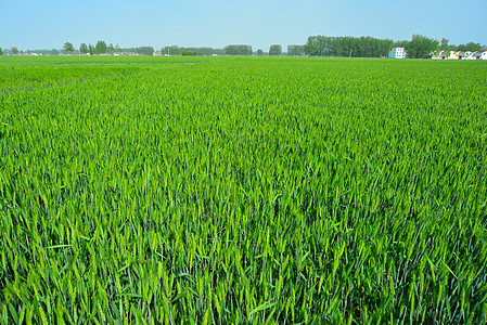 三四月份农村蓝天下的小麦苗麦穗图片