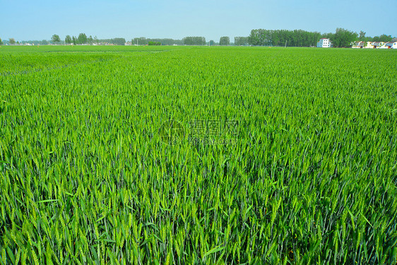 三四月份农村蓝天下的小麦苗麦穗图片