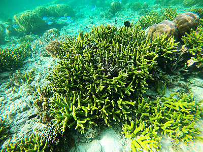 海底潜水拍摄绿珊瑚礁高清图片