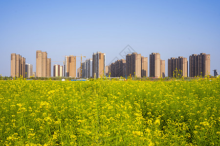 油菜花图片