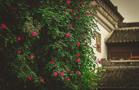 绿色风景春天的绿色植物蔷薇花与传统建筑背景