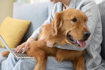 抱着金毛犬办公的居家男孩图片