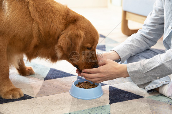 主人喂金毛犬吃狗粮特写图片