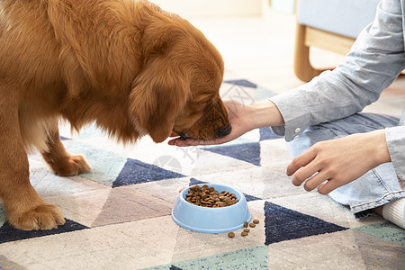 主人喂金毛犬吃狗粮特写图片