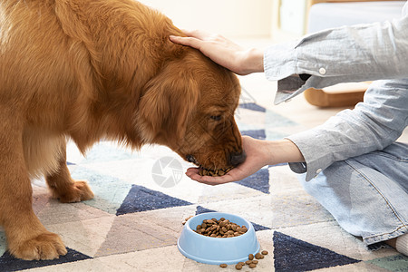 主人喂金毛犬吃狗粮特写背景图片