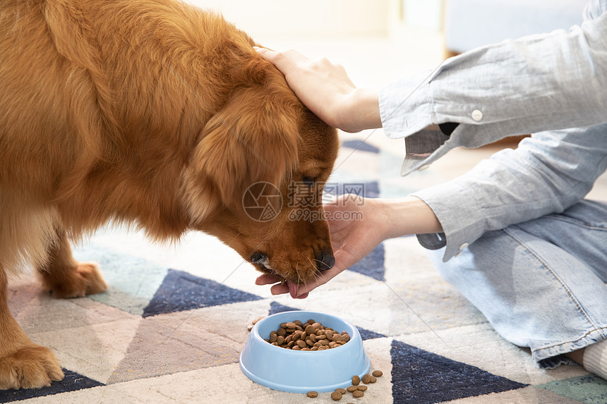 主人喂金毛犬吃狗粮特写图片