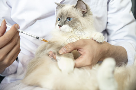 人猫宠物医生给猫打针背景