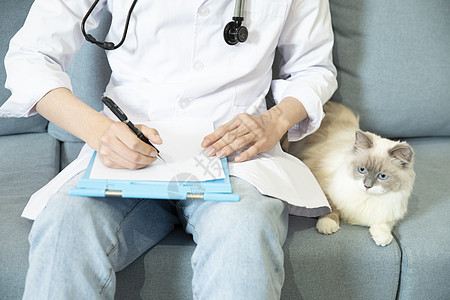 宠物医生给猫做检查图片