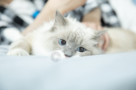 抱着布偶猫的居家男孩图片