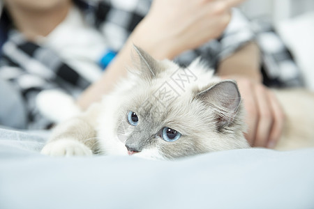 人抱猫抱着布偶猫的居家男孩背景