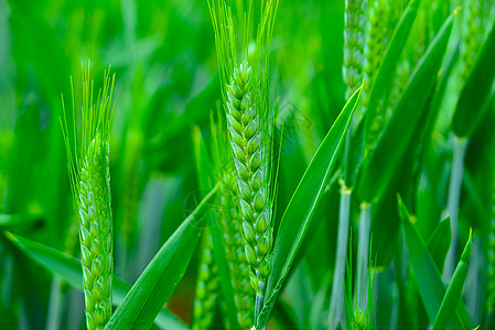 绿色农业天空下四五月份绿色的小麦扬花孕穗时期背景