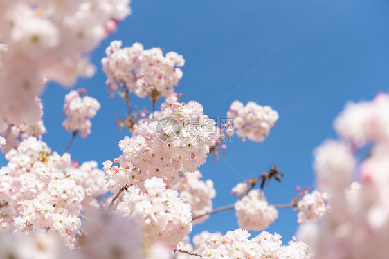 春季自然风光山东樱花小镇图片