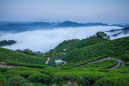 云雾缭绕茶园风光图片