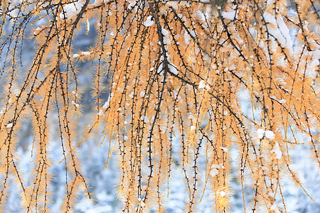 四川毕棚沟雪景图片