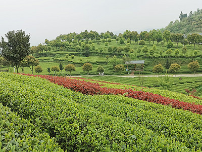 开阳茶山图片