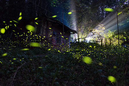 萤火虫飞舞飞舞的萤火虫高清图片