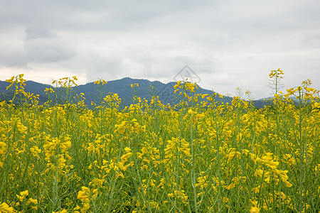 浦江民生花海油菜花田图片