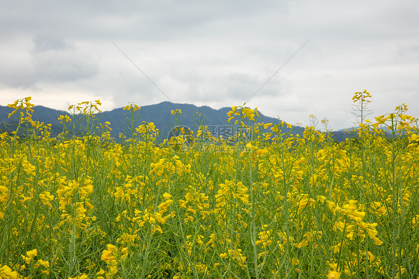 浦江民生花海油菜花田图片