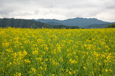 浦江民生花海油菜花田图片