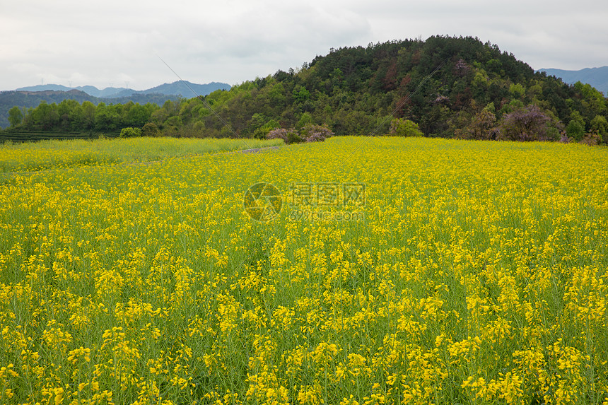 浦江民生花海油菜花田图片