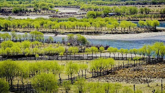 西藏桃花西藏林芝国家湿地公园背景