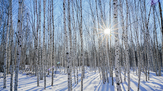 雪花冬天黑龙江省大兴安岭漠河的白桦林背景