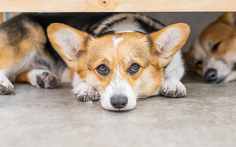 可爱柯基犬图片