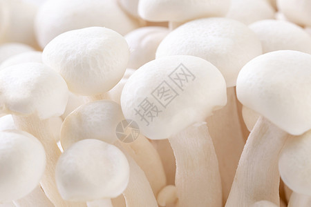 新鲜白玉菇图片