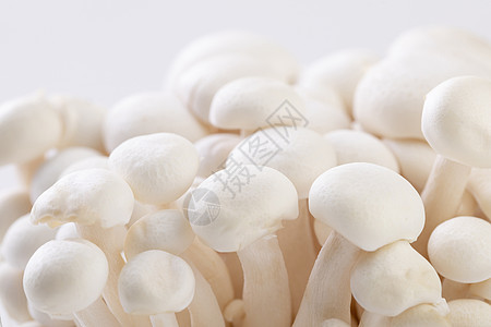 新鲜白玉菇背景图片