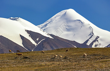 藏原羚可可西里野生动物背景