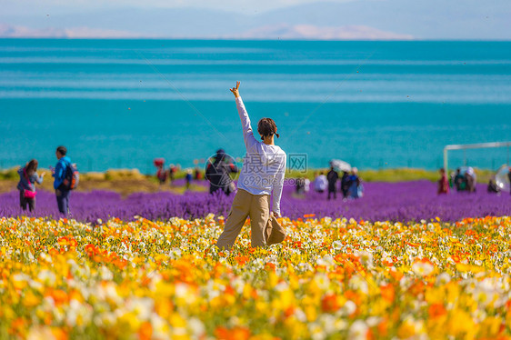 青海湖花海图片