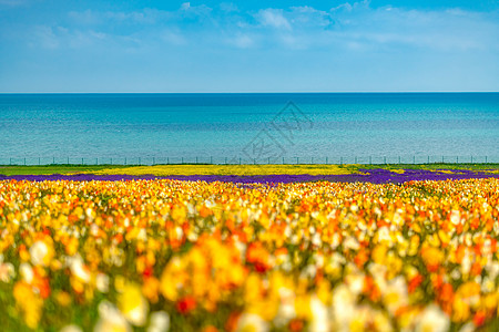 青海花海青海湖花海背景