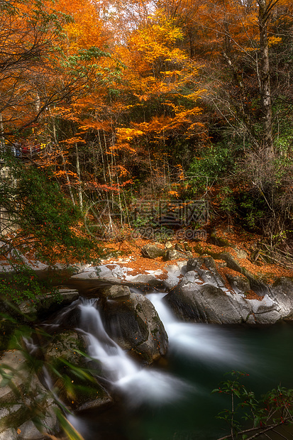 光雾山网红景区红叶节流水图片