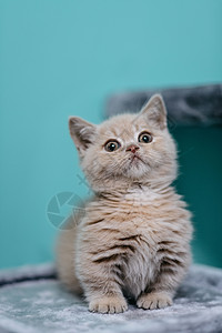 宠物矮脚金吉拉猫高清图片