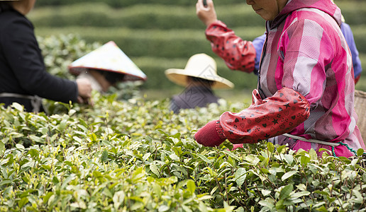 树叶茶田里的采茶工人特写背景