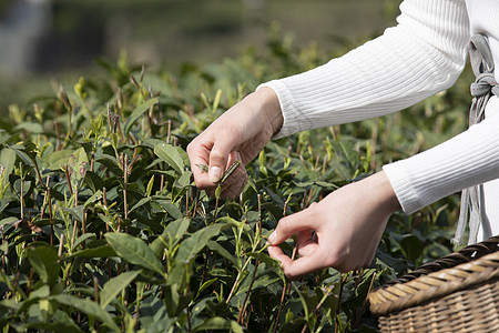 茶园里的美女采茶特写高清图片