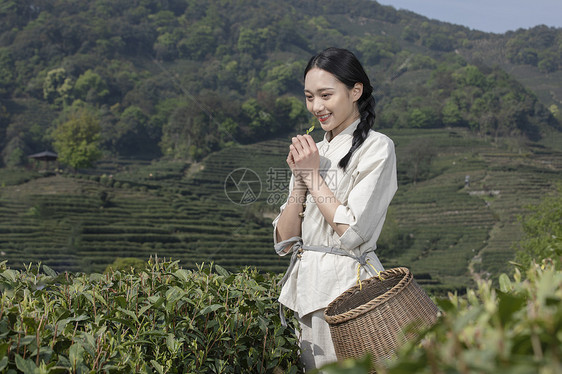 茶园里的采茶美女手捧新茶图片