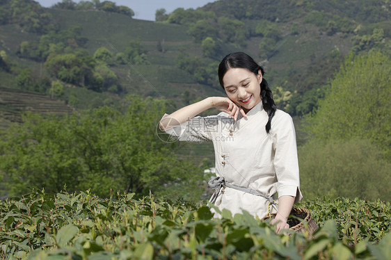 茶园里的采茶美女擦汗图片