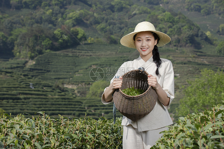 茶园里的采茶美女图片