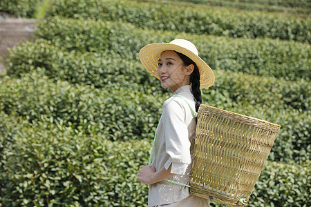 茶园里的采茶美女背景