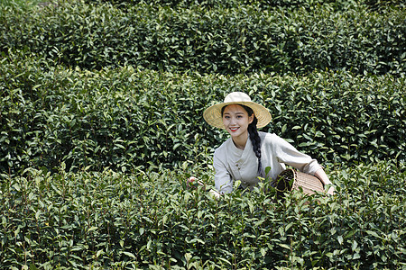 茶园里的美女采茶图片