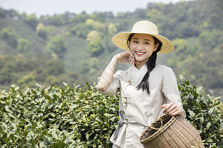 茶田里的美女采摘新茶图片