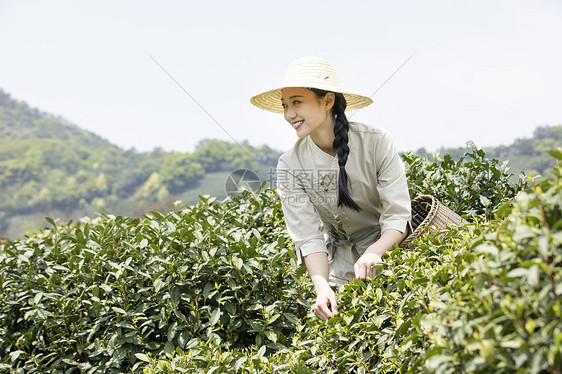 茶田里的美女采摘新茶图片