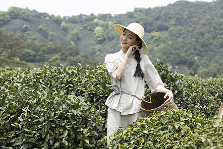 茶田里的美女采摘新茶图片